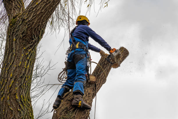 Reliable Kentwood, LA Tree Service Solutions